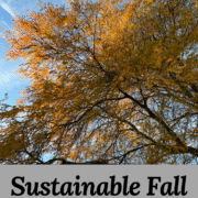 30 Sustainable Fall Bucket List Ideas