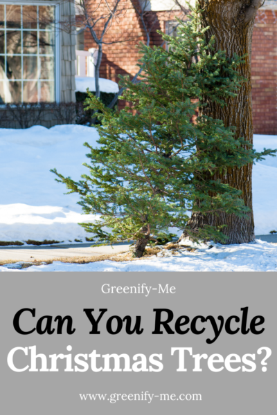 Can You Recycle Christmas Trees?