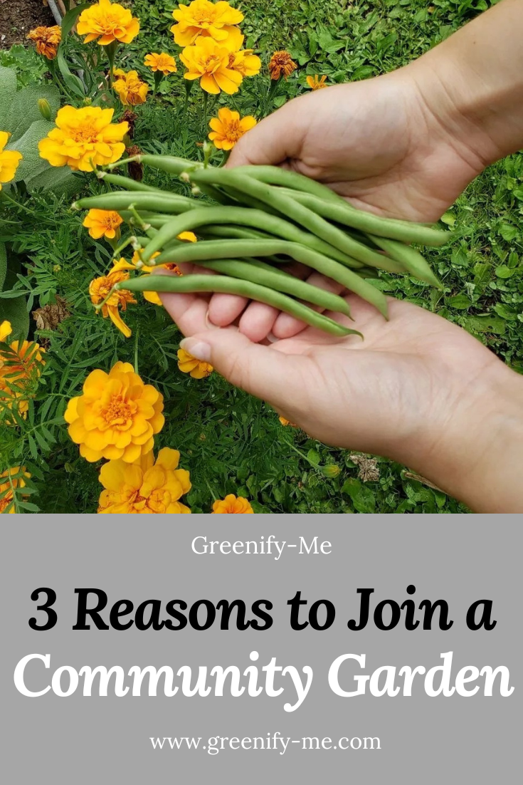 3 Reasons to Join a Community Garden