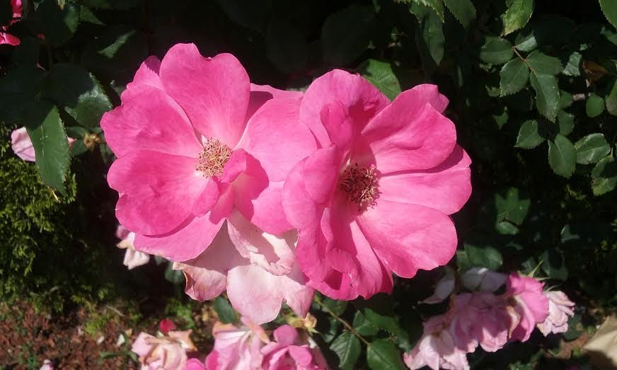 5 Ways to Appreciate June’s Birth Flower, The Rose