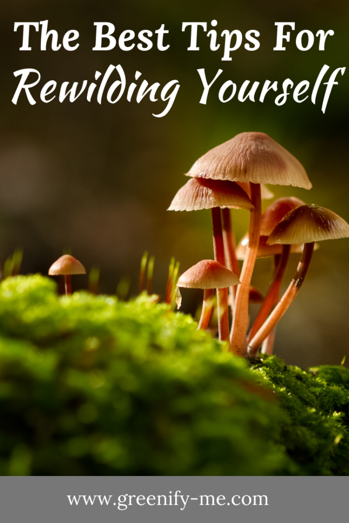 The Best Tips For Rewilding Yourself