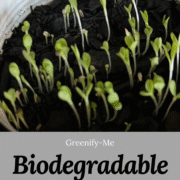 The Difference Between Biodegradable and Compostable