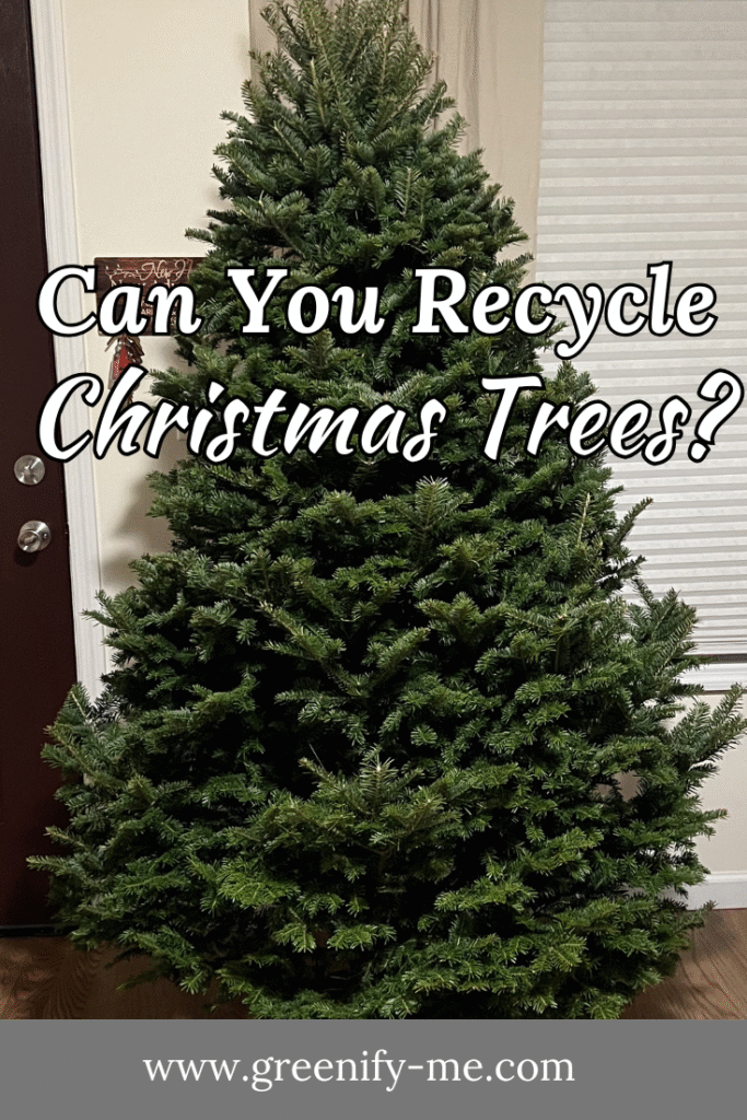 Can You Recycle Christmas Trees?