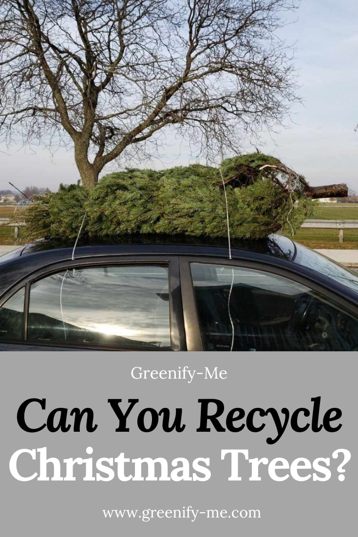 Can You Recycle Christmas Trees?