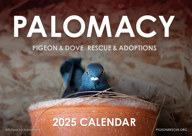 Palomacy